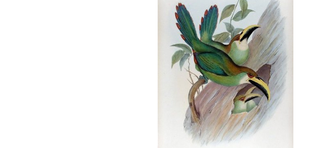 Amazon Art Screen Shot